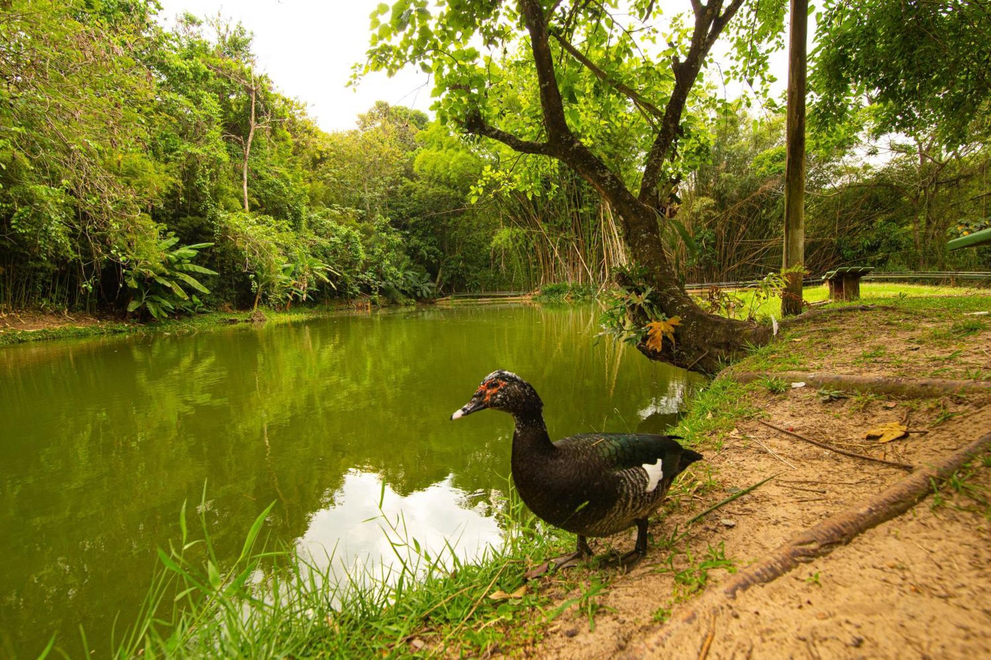 Hotel Fazenda Fonte Colina Verde Sao Pedro  Bagian luar foto